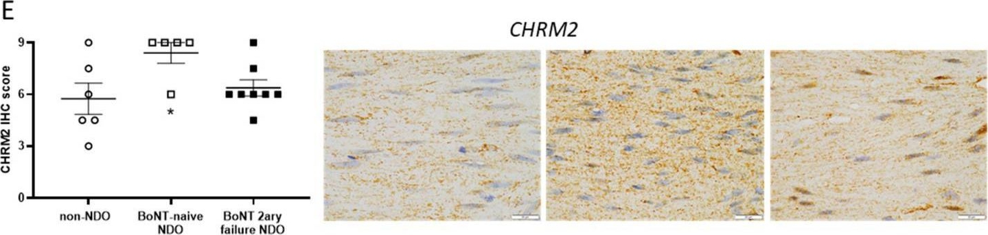 chrm2 antibodies - Antibody search engine - CiteAb