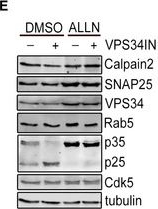 Fig.5.E showing Western Blotting in a Mus musculus (House mouse) sample from the publication: Endosomal phosphatidylinositol 3-phosphate controls synaptic vesicle cycling and neurotransmission.