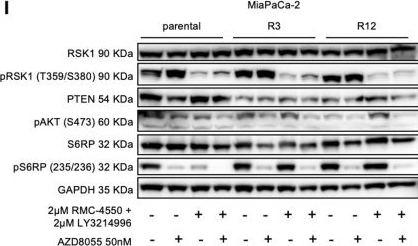 Fig.2.I showing Western Blotting in a Homo sapiens (Human) sample from the publication: CRISPR knockout screens reveal JUN as the master mediator of resistance to MAPK inhibition in KRAS-mutant pancreatic cancer.