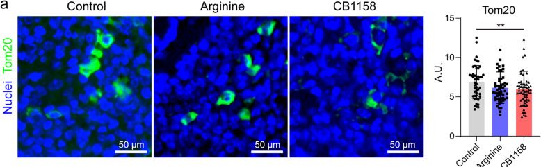Fig.5.A showing Immunohistochemistry-immunofluorescence from the publication: Arginine as host directed therapy in tuberculosis: insights from modulating arginine metabolism by supplementation and arginase inhibition.
