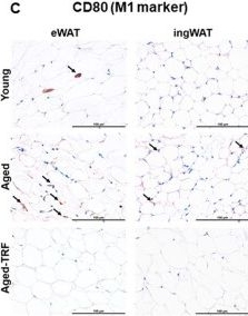 Fig.6.C showing Immunohistochemistry in a Mus musculus (House mouse) sample from the publication: Time-restricted feeding improves metabolic flexibility, promotes beiging, and mitigates fibro-inflammation in the adipose tissue of aged mice.
