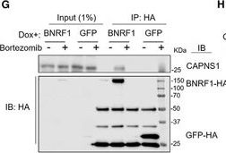 Fig.2.G showing Western Blotting in a Homo sapiens (Human) sample from the publication: Epstein-Barr virus BNRF1 destabilizes SMC5/6 cohesin complexes to evade its restriction of replication compartments.