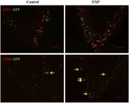 Fig.3.A showing Immunohistochemistry in a Mus musculus (House mouse) sample from the publication: Recruitment of bone marrow-derived cells to periodontal tissue defects.
