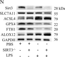 Fig.2.N showing Western Blotting from the publication: SERPINE1 drives ferroptosis in acute respiratory distress syndrome by disrupting mitochondrial NAD+ homeostasis and suppressing Sirt3 activity.
