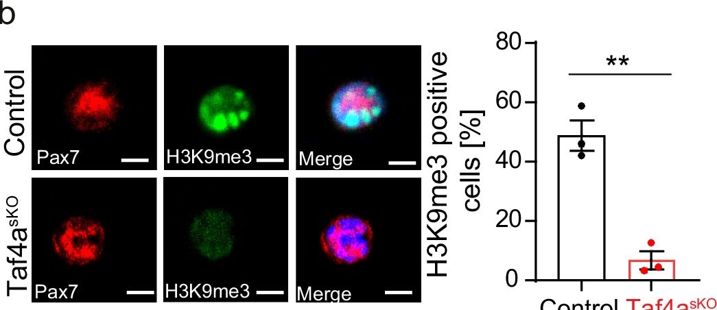Fig.1.B showing Immunocytochemistry-immunofluorescence in a Mus musculus (House mouse) sample from the publication: Regulation of NSL by TAF4A is critical for genome stability and quiescence of muscle stem cells.