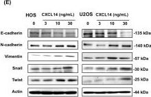 YMKページ E-Cadherin (4A2) Mouse Monoclonal Antibody | Cell Signaling Technology