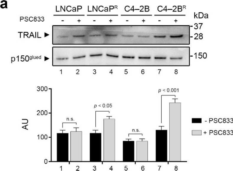 Fig.6.A showing Western Blotting from the publication: Molecular Profiling of Docetaxel-Resistant Prostate Cancer Cells Identifies Multiple Mechanisms of Therapeutic Resistance.