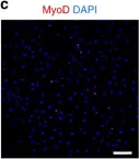Fig.2.C showing Immunocytochemistry-immunofluorescence in a Homo sapiens (Human) sample from the publication: Engineering human pluripotent stem cells into a functional skeletal muscle tissue.