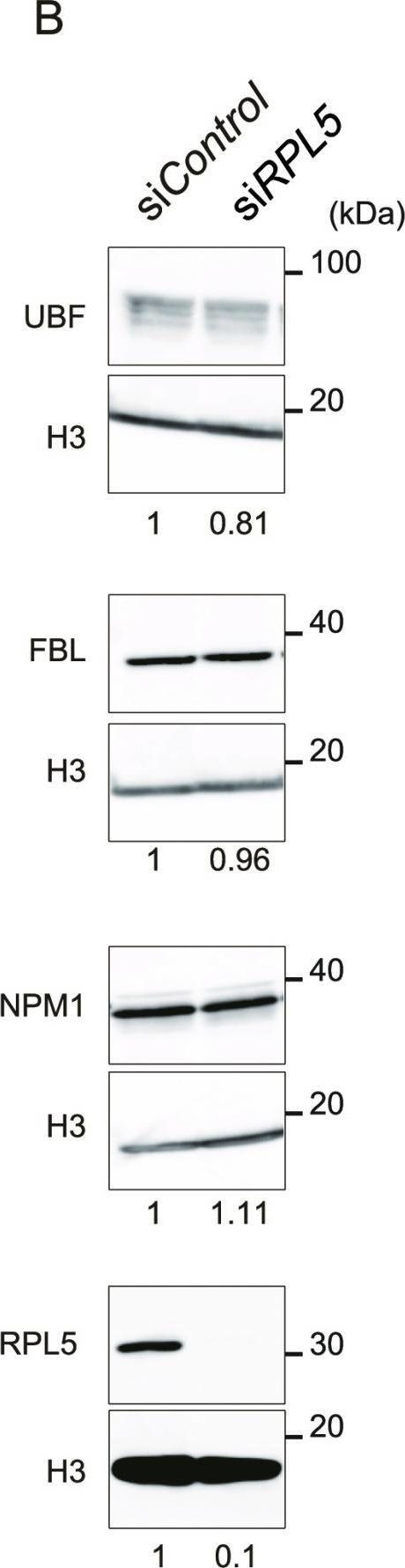 Fig.2.B showing Western Blotting in a Heterocephalus glaber (Naked mole rat) sample from the publication: Ribosomal protein L5 facilitates rDNA-bundled condensate and nucleolar assembly.