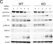 Fig.8.C showing Western Blotting in a Mus musculus (House mouse) sample from the publication: Loss of protein kinase C-δ protects against LPS-induced osteolysis owing to an intrinsic defect in osteoclastic bone resorption.