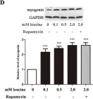 Fig.5.D showing Western Blotting in a Rattus norvegicus (Rat) sample from the publication: Leucine Promotes Proliferation and Differentiation of Primary Preterm Rat Satellite Cells in Part through mTORC1 Signaling Pathway.