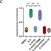 Fig.5.C from the publication: 17-β-Estradiol Protects Chondrocytes From Senescence and Ameliorates Osteoarthritis Progression via ERα-AKT-FOXO4 Pathway.