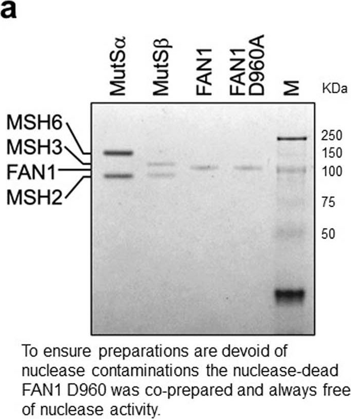 Fig.5.A showing Western Blotting from the publication: Cell-type-specific CAG repeat expansions and toxicity of mutant Huntingtin in human striatum and cerebellum.