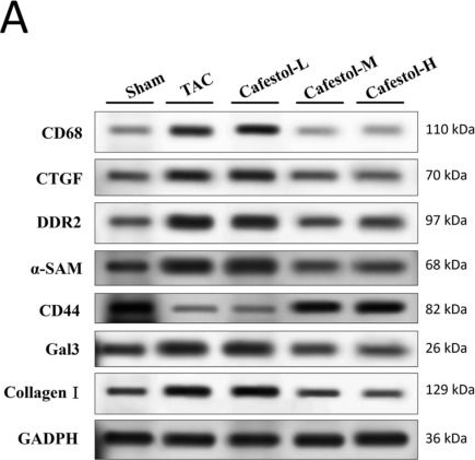 Fig.4.A showing Western Blotting from the publication: Therapeutic Modulation of Mitophagy by Cafestol in Pressure Overload-Induced Cardiac Hypertrophy and Fibrosis.
