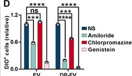 Fig.3.D from the publication: An Engineered Extracellular Vesicle With Enhanced Tumor and Lymph Nodes Targeting as siRNA Delivery System for Robust Tumor Immunotherapy.