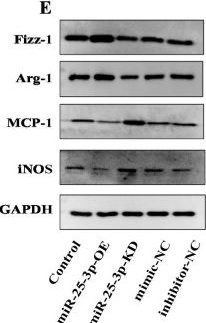 Fig.3.E showing Western Blotting from the publication: Neuronal exosomal miR-25-3p attenuates M1 microglial activation and neurotoxicity by targeting TLR4 to regulate the NF-κB signaling pathway.