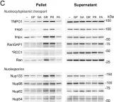 Fig.4.C showing Western Blotting from the publication: C9orf72 arginine-rich dipeptide repeat proteins disrupt karyopherin-mediated nuclear import.
