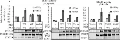 Fig.1.A showing Western Blotting in a Homo sapiens (Human) sample from the publication: Characterization of JAK1 Pseudokinase Domain in Cytokine Signaling.