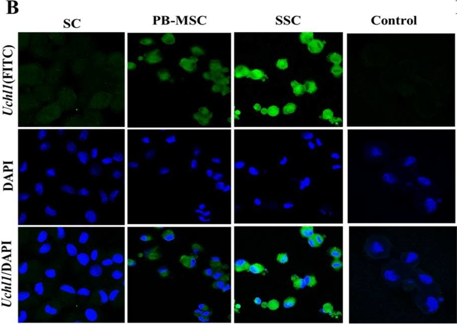 Fig.2.B showing Immunocytochemistry-immunofluorescence in a Bos taurus (Bovine) sample from the publication: Comparative Analysis of the Potential for Germ Cell (GC) Differentiation of Bovine Peripheral Blood Derived-Mesenchymal Stem Cells (PB-MSC) and Spermatogonial Stem Cells (SSC) in Co-Culture System with Sertoli Cells (SC).