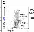 Fig.5.C showing Flow cytometry/Cell sorting from the publication: HAND1 level controls the specification of multipotent cardiac and extraembryonic progenitors from human pluripotent stem cells.