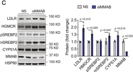 Fig.4.C showing Western Blotting from the publication: MMAB promotes negative feedback control of cholesterol homeostasis.
