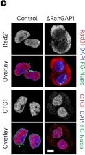 Fig.6.C showing Immunocytochemistry-immunofluorescence from the publication: Interphase chromosome conformation is specified by distinct folding programmes inherited through mitotic chromosomes or the cytoplasm.