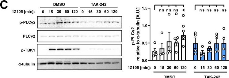 Fig.7.C showing Western Blotting from the publication: TLR4 endocytosis and endosomal TLR4 signaling are distinct and independent outcomes of TLR4 activation.