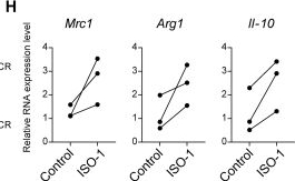 Fig.11.H from the publication: Pericyte signaling via soluble guanylate cyclase shapes the vascular niche and microenvironment of tumors.