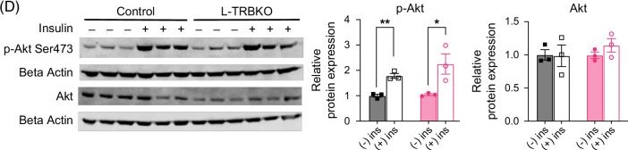 Fig.2.D showing Western Blotting in a Mus musculus (House mouse) sample from the publication: Thyroid hormone acts independently of the thyroid hormone receptor beta in hepatocytes to improve systemic insulin sensitivity.