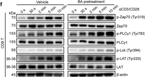 Fig.6.F showing Western Blotting from the publication: Microbial metabolite butyrate promotes anti-PD-1 antitumor efficacy by modulating T cell receptor signaling of cytotoxic CD8 T cell.