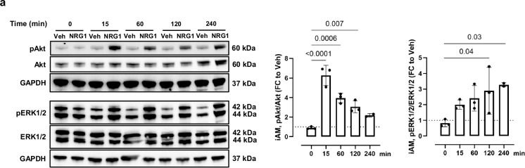 Fig.2.A showing Western Blotting from the publication: Small-molecule-induced ERBB4 activation to treat heart failure.