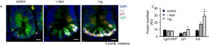 Fig.5.A showing Immunohistochemistry-immunofluorescence in a Mus musculus (House mouse) sample from the publication: Effects of High-Linear-Energy-Transfer Heavy Ion Radiation on Intestinal Stem Cells: Implications for Gut Health and Tumorigenesis.