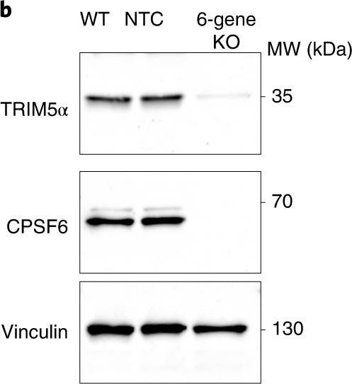 Fig.2.B showing Western Blotting from the publication: Rapid, efficient and activation-neutral gene editing of polyclonal primary human resting CD4+ T cells allows complex functional analyses.