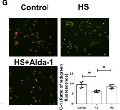 Fig.3.G from the publication: Pharmacological Activation Of Aldehyde Dehydrogenase 2 Protects Against Heatstroke-Induced Acute Lung Injury by Modulating Oxidative Stress and Endothelial Dysfunction.