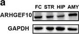 Fig.1.A showing Western Blotting in a Mus musculus (House mouse) sample from the publication: Impairment of social behaviors in Arhgef10 knockout mice.