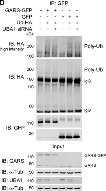 Fig.3.D showing Western Blotting in a Homo sapiens (Human) sample from the publication: UBA1/GARS-dependent pathways drive sensory-motor connectivity defects in spinal muscular atrophy.
