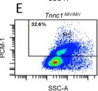 Fig.5.E showing Flow cytometry/Cell sorting in a Mus musculus (House mouse) sample from the publication: Cardiomyocyte Nuclear Pleomorphism in a Mouse Model of Inherited Hypertrophic Cardiomyopathy.