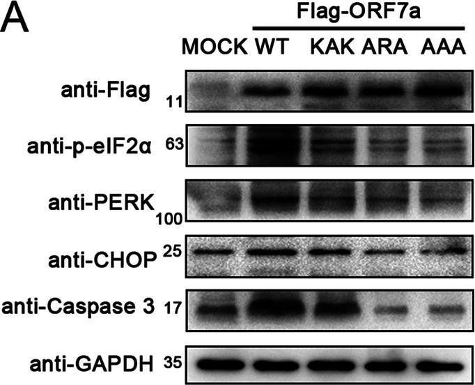 Fig.5.A showing Western Blotting in a Chlorocebus sabaeus (Green monkey) sample from the publication: Ubiquitination of SARS-CoV-2 ORF7a Prevents Cell Death Induced by Recruiting BclXL To Activate ER Stress.