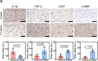 Fig.4.E showing Immunohistochemistry from the publication: Precise Construction of an Antimicrobial Peptide Targeting Bacterial Cell Membranes Derived From Natural Peptides.