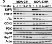 Fig.4.D showing Western Blotting in a Homo sapiens (Human) sample from the publication: Histone deacetylase activity mediates acquired resistance towards structurally diverse HSP90 inhibitors.