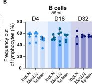 Fig.3.B from the publication: T-follicular regulatory cells expand to control germinal center plasma cell output but fail to curb autoreactivity.