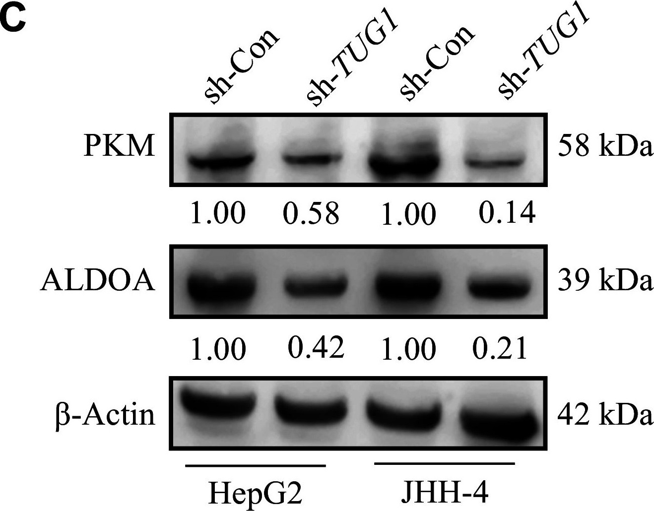 Fig.5.C showing Western Blotting from the publication: Long non-coding RNA TUG1 regulates multiple glycolytic enzymes in hepatocellular carcinoma cells by sponging microRNA-122-5p.