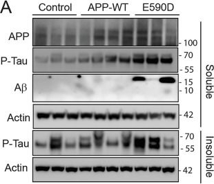 Fig.4.A showing Western Blotting from the publication: APP E590D mutation increases generation of Aβ and Aη peptides and exacerbates tauopathy.