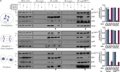 Fig.2.D showing Western Blotting in a Homo sapiens (Human) sample from the publication: The dynein adaptor Hook2 plays essential roles in mitotic progression and cytokinesis.