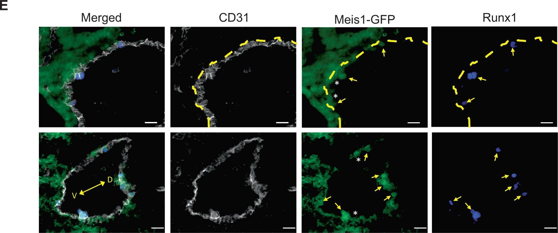 Fig.4.E showing Immunohistochemistry-immunofluorescence in a Mus musculus (House mouse) sample from the publication: Meis1 establishes the pre-hemogenic endothelial state prior to Runx1 expression.