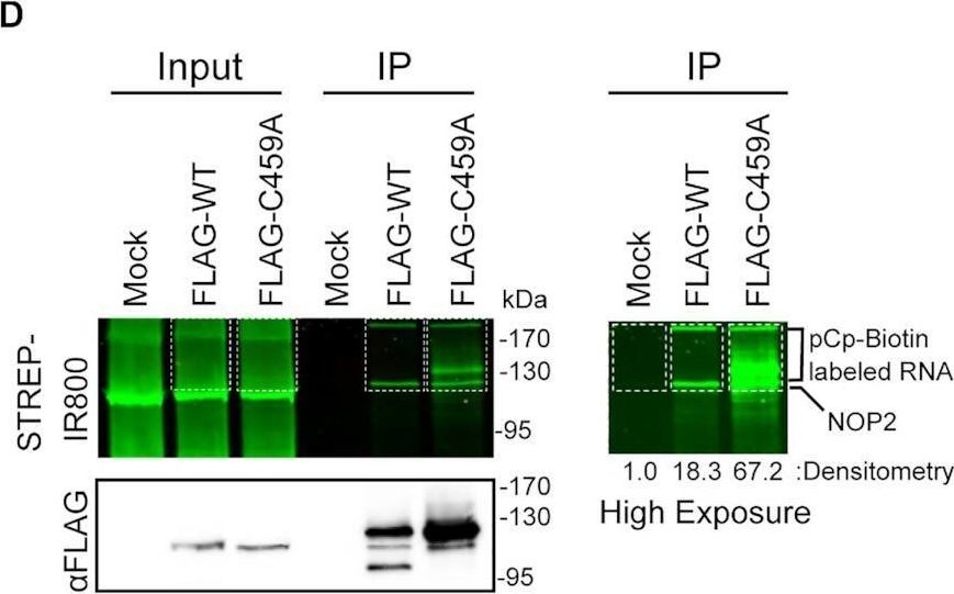 Fig.1.D from the publication: Human NOP2/NSUN1 regulates ribosome biogenesis through non-catalytic complex formation with box C/D snoRNPs.