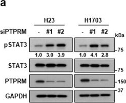 Fig.3.A showing Western Blotting in a Homo sapiens (Human) sample from the publication: DDIAS promotes STAT3 activation by preventing STAT3 recruitment to PTPRM in lung cancer cells.