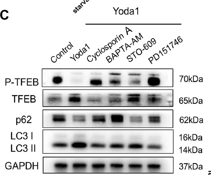 Fig.5.C showing Western Blotting from the publication: Piezo1 regulates autophagy in HT22 hippocampal neurons through the Ca2+/Calpain and Calcineurin/TFEB signaling pathways.