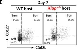 Fig.2.E showing Flow cytometry/Cell sorting in a Mus musculus (House mouse) sample from the publication: XIAP promotes the expansion and limits the contraction of CD8 T cell response through cell extrinsic and intrinsic mechanisms respectively.