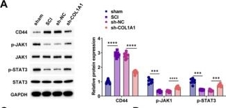 Fig.6.A showing Western Blotting from the publication: Role of COL1A1 and CD44 in Modulating JAK1/STAT3-Mediated Autophagy for Spinal Cord Injury Recovery.